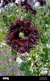 Image result for Papaver somniferum Black