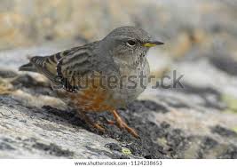 Image result for Prunella collaris