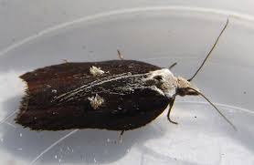 Attēlu rezultāti vaicājumam “Acleris cristana”