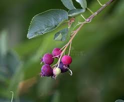 Attēlu rezultāti vaicājumam “Amelanchier spicata fruit”