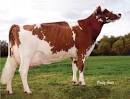 Bovins - The Production - Overview - Main Breeds