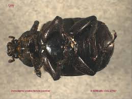 Attēlu rezultāti vaicājumam “Osmoderma barnabita imago”