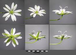 Attēlu rezultāti vaicājumam “Stellaria graminea flower”