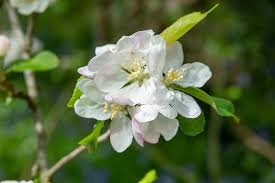Attēlu rezultāti vaicājumam “Malus domestica flower”