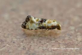 Attēlu rezultāti vaicājumam “Eupoecilia angustana”