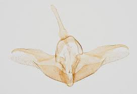 Attēlu rezultāti vaicājumam “Epermeniidae”