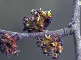 Attēlu rezultāti vaicājumam “Ulmus glabra flower”