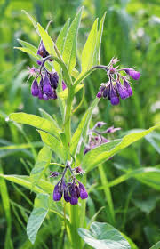 Image result for Symphytum officinale