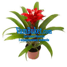 Картинки по запросу гусмания