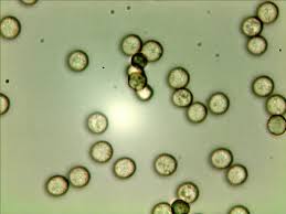 Attēlu rezultāti vaicājumam “Stemonitopsis hyperopta macro”