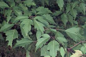 Attēlu rezultāti vaicājumam “Chenopodium acerifolium leaf”