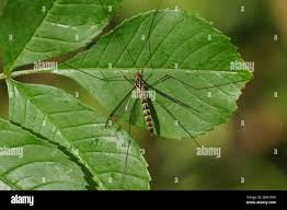 Attēlu rezultāti vaicājumam “Tipulidae female”