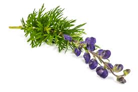 Image result for Aconitum napellus