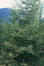 Attēlu rezultāti vaicājumam “Melampsora magnusiana”