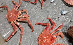 Image result for Lithodes maja