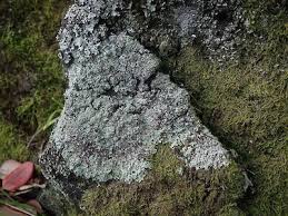 Attēlu rezultāti vaicājumam “Punctelia subrudecta”