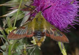 Attēlu rezultāti vaicājumam “Hemaris fuciformis”