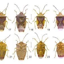 Attēlu rezultāti vaicājumam “Elasmostethus interstinctus imago”