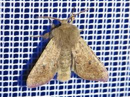 Attēlu rezultāti vaicājumam “Orthosia cruda”