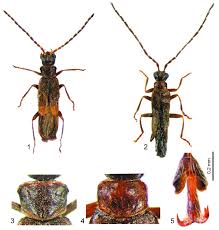 Attēlu rezultāti vaicājumam “Cantharidae”