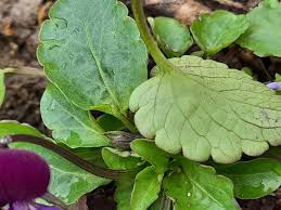 Image result for Viola x wittrockiana `Hiemalis`