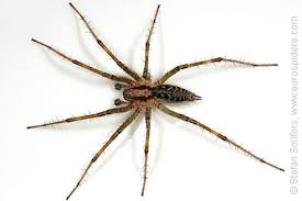 Attēlu rezultāti vaicājumam “Agelena labyrinthica”