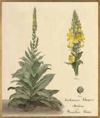 Attēlu rezultāti vaicājumam “Verbascum thapsus fruit”