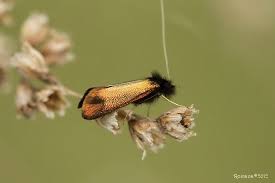 Attēlu rezultāti vaicājumam “Adela cuprella”