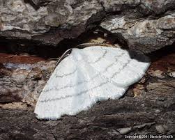 Attēlu rezultāti vaicājumam “Cabera pusaria”