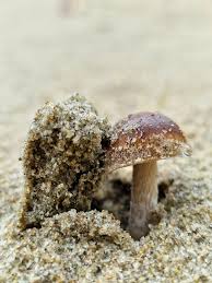 Attēlu rezultāti vaicājumam “Peziza ammophila”