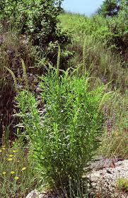Image result for Reseda luteola