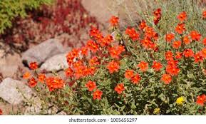Attēlu rezultāti vaicājumam “Helianthemum x hybridum flower”