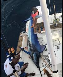 Image result for Istiompax indica