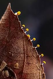 Attēlu rezultāti vaicājumam “Physarum murinum”