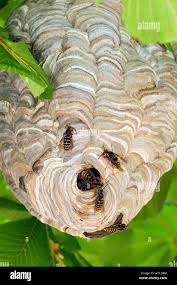 Attēlu rezultāti vaicājumam “Dolichovespula media”