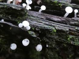 Attēlu rezultāti vaicājumam “Cudoniella acicularis”