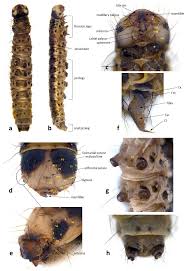Attēlu rezultāti vaicājumam “Yponomeuta malinellus / cagnagella larva”