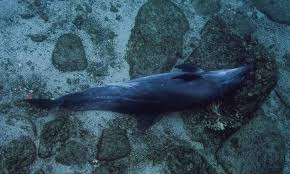 Image result for Durley Dolphin Diver