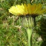 Attēlu rezultāti vaicājumam “Hypochaeris maculata leaf”