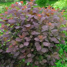 Attēlu rezultāti vaicājumam “Cotinus coggygria leaf”