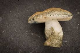 Attēlu rezultāti vaicājumam “Gyroporus cyanescens”