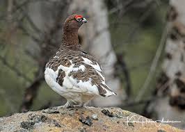 Attēlu rezultāti vaicājumam “Lagopus lagopus male”