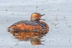 Image result for Podiceps auritus