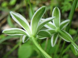 Attēlu rezultāti vaicājumam “Ornithogalum umbellatum flower”