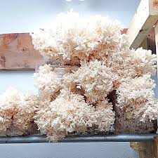 Attēlu rezultāti vaicājumam “Hericium coralloides”