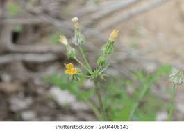 Attēlu rezultāti vaicājumam “Sonchus oleraceus bud”