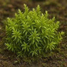 Attēlu rezultāti vaicājumam “Hypnum pallescens”