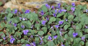 Image result for violet