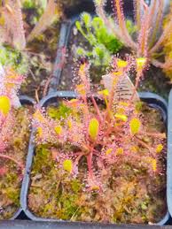 Attēlu rezultāti vaicājumam “Drosera anglica fruit”