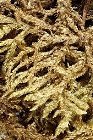 Attēlu rezultāti vaicājumam “Pleurozium schreberi sporophyte”